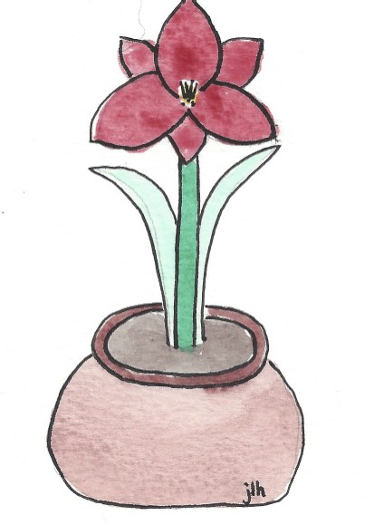 Amaryllis